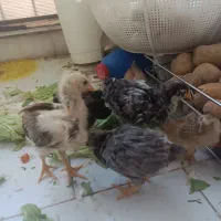 جوجه مرغ رسمی و نژاد دار