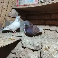 کفتر|پرنده|داران, |دیوار
