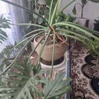 گیاه برگ انجیری