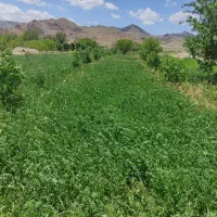 فروش یونجه درهم (یونجه وعلف) چین اول