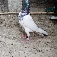 کبوتر تیدی استاد محمود