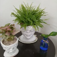 گل آپارتمانی سبک و شیک