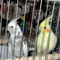 دوجفت عروس
