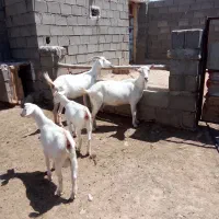بزسانن درجه یک