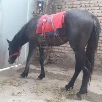 اسب نر جوان کورد آرام معاوضه با گوسفند