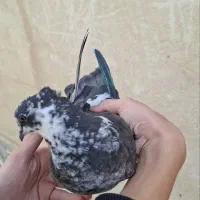 کفتر|پرنده|تهران, اوقاف|دیوار