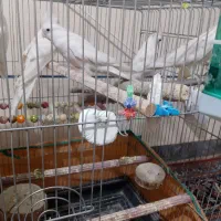 تعدادی عروس هلندی البینو