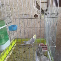 عروس هلندی