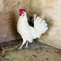 خروس سفیدچهل تاج