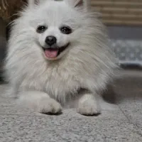 فروشی|سگ|رفسنجان, |دیوار