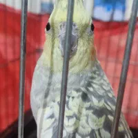 یک جفت عروس هلندی