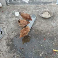 مرغ و خروس