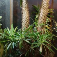 نخل ماداگاسکار چندین  تنه جوش دفورمه غول