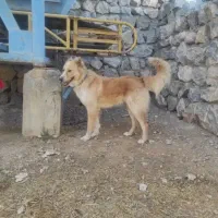 سگ گله|سگ|شهرکرد, |دیوار