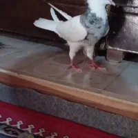 کوت عبدالله علعگده