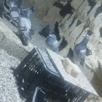 کبوتر فروشی
