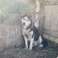 سگ حاسکی|سگ|کلاله, |دیوار