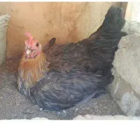 مرغ کرچ