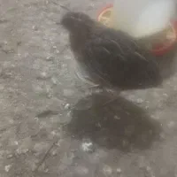 بلدرچین نر چاق