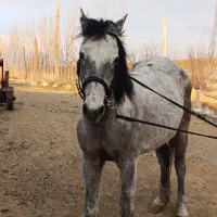 مادیان|اسب و تجهیزات اسب‌سواری|سارال, |دیوار