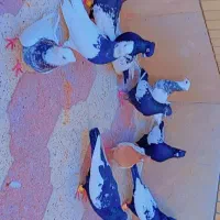 کفتر طوقی سینه سیاه ۱۰ عدد