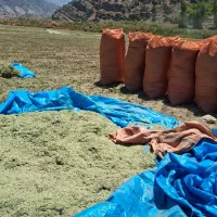 یونجه خشک بدون علف