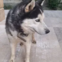 واگذاری سگ هاسکی  و روتوایلر فروش به دلیل جابجایی