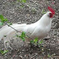 تخم فونیکس سفید دم دراز
