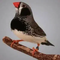فنچ