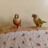جفت گرینچیک گرین چیک