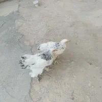 دو عدد مرغ برهما