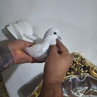 کفتر|پرنده|محمدشهر, محمدشهر|دیوار