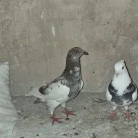 جوجه کفتر