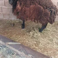بره نر