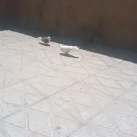 کبوتر|پرنده|کوهدشت, |دیوار