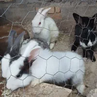 فروش خرگوش ، معاوضه با مرغ