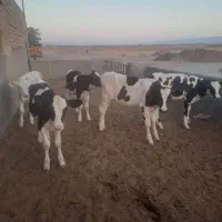 فروش گوساله ماده