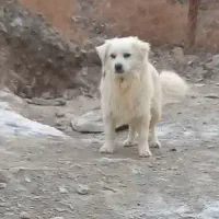 سگ پاکوتاه