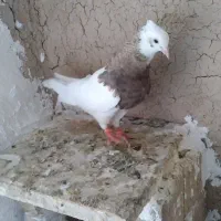 طوقی