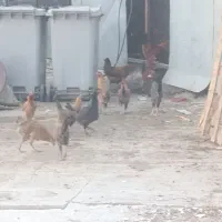 مرغ