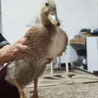 اردک