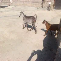 بز با بزغاله جوان