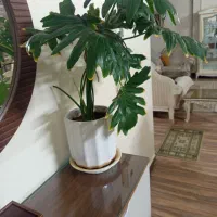 تعدادی گل. اپارتمانی باکلدان،