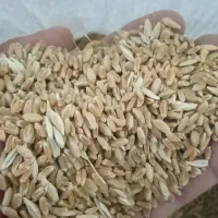 گندم آبی پیشگام