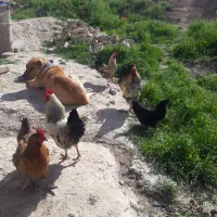 خروس|حیوانات مزرعه|بجنورد, |دیوار
