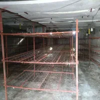 کارگر خانواده پرورش قارچ