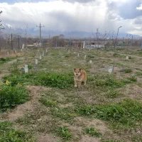 سگ پامرانین روباهی