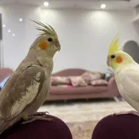 یک جفت عروس هلندی جوان