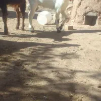 بزغاله