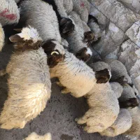 گوسفندو بزغاله چاغ برای کوشتار